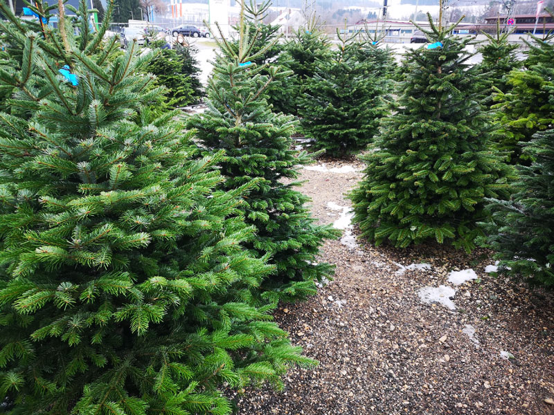 Weihnachtsbäume handverlesene Nordmanntannen